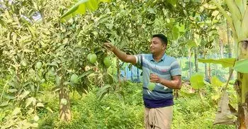 রাজশাহীতে আম সংগ্রহ শুরু, বাজারে এলো ‘গুটি’ আম