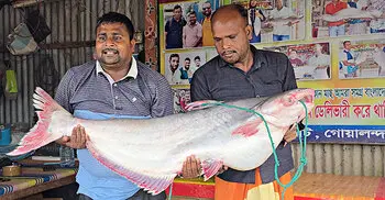 এক পাঙাশ ৭১ হাজারে বিক্রি