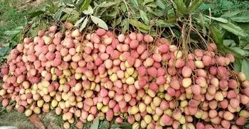 মৌসুমের শুরুতে রাজশাহীতে লিচুর দাম আকাশছোঁয়া