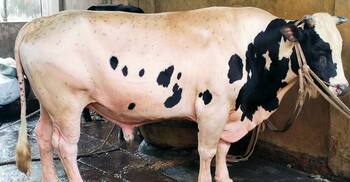 ৬ লাখে বিক্রি হবে সাড়ে ২২ মণের রাজা বাবু