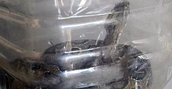 কামড়ের পর জীবিত রাসেল ভাইপার নিয়ে হাসপাতালে কৃষক