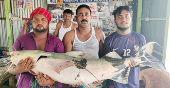 ২৯ কেজির বাঘাইড় ৩৫ হাজারে বিক্রি