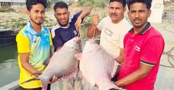 দৌলত‌দিয়ায় দুই কাতল বিক্রি হলো ৯১ হাজার ৫০০ টাকায়