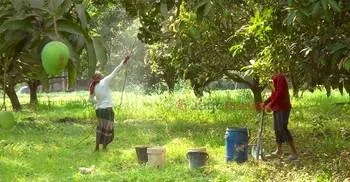 আমের মুকুলে আশা, ফলনে হতাশ চাষিরা