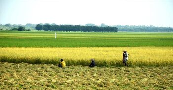 আমনের বাজারদরে উদ্বেগ উত্তরাঞ্চলের কৃষকদের