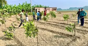 রাজশাহীতে রাতের আঁধারে কেটে ফেলা হলো ১১৭ আমগাছ