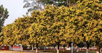 আমের মুকুলে সেজেছে রাবি, মৌমাছির গুনগুন