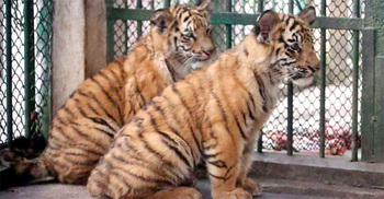 রংপুর চিড়িয়াখানায় বাঘের দুই শাবক দেখতে ভিড়