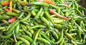 রংপুরে ১০০ টাকা ছাড়ালো কাঁচামরিচের দাম