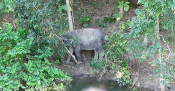 কাপ্তাই হ্রদে ভাসছে হাতি শাবকের মরদেহ