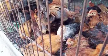 রংপুরে মুরগির বাজারে কাটেনি ঈদের রেশ