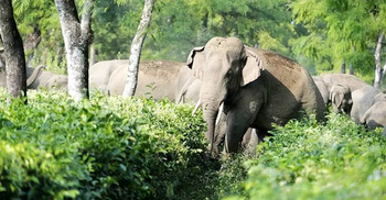 রাঙ্গামাটিতে বন্যহাতির আক্রমণে নারীর মৃত্যু, আহত ৩