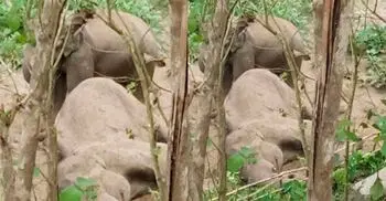 ‘অসুস্থ হয়ে বন্যহাতির মৃত্যু, পাশে দাঁড়িয়ে শোকে কাতর স্ত্রী হাতি