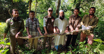 তবলছড়িতে উদ্ধার ১১ ফুট দৈর্ঘ্যের অজগর কাপ্তাই উদ্যানে অবমুক্ত