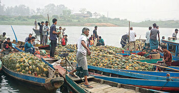 রাঙ্গামাটিতে পাইকারি হাটে অর্ধেকে নামলো আনারসের দাম