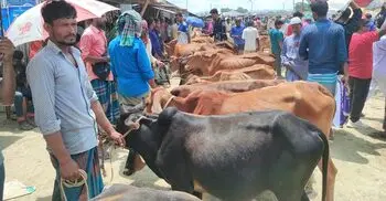 রাঙ্গামাটির মাইনীমুখ হাটে পাহাড়ের কোলে বেড়ে ওঠা দেশি গরুর ভিড়