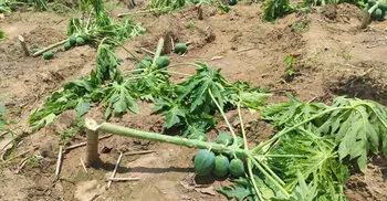 রাতের আঁধারে কেটে ফেলা হলো ৮০০ ফলন্ত পেঁপে গাছ