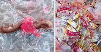 আইসক্রিমে কামড় দিতেই বেরিয়ে এলো কেঁচো