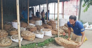 বকেয়া-ঋণের চাপে ধুকছে শুঁটকি ব্যবসা