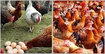রংপুরে বেড়েছে ডিম-মুরগির দাম