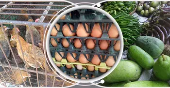 রংপুরে বেড়েছে ডিম-মুরগির দাম, সবজিতেও অস্বস্তি