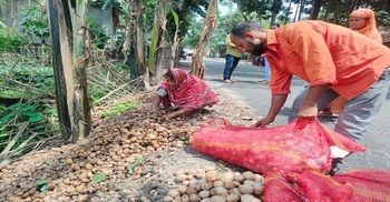 Rangpur farmers dump potatoes as prices crash below cost