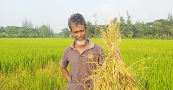 ধানক্ষেতে ইঁদুরের হানা, ঘুম হারাম কৃষকের