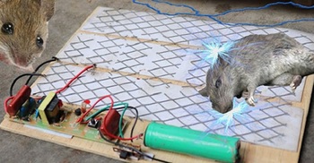 সাতক্ষীরায় ইঁদুর মারার ফাঁদে প্রাণ গেলো কৃষকের