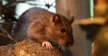 New York declares total war on prolific rat population