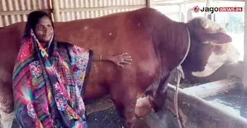 হাটে না উঠতেই ফরিদপুর কাঁপাচ্ছে জেলার সবচেয়ে বড় গরু রাজাবাবু