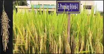 দেশের শস্য ভাণ্ডারে যুক্ত হলো ব্রি’র নতুন ৬ জাতের ধান