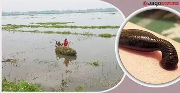 বজ্রপাত-জোঁকের ভয়ে মিলছে না শ্রমিক, ধান নিয়ে দিশাহারা কৃষক