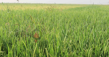 খরায় চিটা হয়ে যাচ্ছে ধান