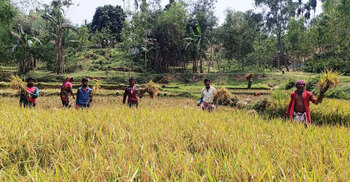 এক মণ ধানেও মিলছে না একজন শ্রমিক
