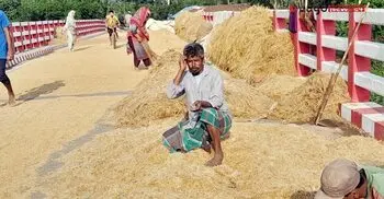 ভেজা ধানেই খোরাকির খোঁজ