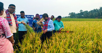 সাতক্ষীরায় চলতি আমন মৌসুমে ধান কাটা শুরু