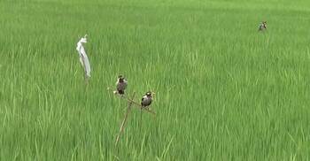 আমন ধানের ক্ষেতে পার্চিং পদ্ধতিতে আগ্রহ বাড়ছে