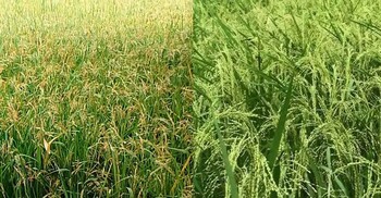 ফাল্গুন মাসে বোরো ও আউশ ধান চাষে করণীয়