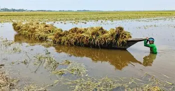 হাওরাঞ্চলের ধান-চাল সংগ্রহে নতুন তারিখ নির্ধারণ