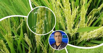 ধানে ফুল ফোটার সময় কৃষকদের করণীয়