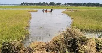 ফসলের সঙ্গে ডুবে গেল হাজারো কৃষকের স্বপ্ন