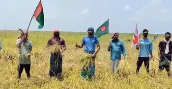কৃষকের ধান কেটে দিলেন নিষিদ্ধ ছাত্রলীগের নেতা-কর্মীরা, ভিডিও ভাইরাল