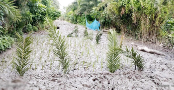 কাঁচা রাস্তা পাকা করতে ধানগাছ রোপণ