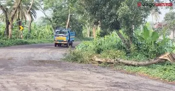 সড়কে গাছ ফেলে গরুবোঝাই চার ট্রাকে ডাকাতি