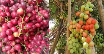 আপেলের চেয়েও দামি পাহাড়ি বুনোফল রসকো