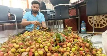 গাছ থেকে লিচু পেড়ে কক্ষে কক্ষে পৌঁছে দিলেন হল সংসদের নেতারা