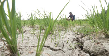 পানির স্তর নিচে নেমে যাওয়ায় বরেন্দ্র অঞ্চলে ফসল উৎপাদন ব্যাহত