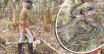 রাসেলস ভাইপার আতঙ্কে কৃষকদের পায়ে গামবুট