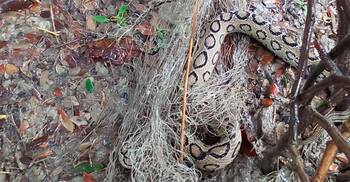 কলাপাড়ায় মাছ ধরার জালে রাসেলস ভাইপার