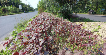 সড়কের ডিভাইডারে শাক-সবজি, পরিবারের চাহিদা মিটিয়ে করছেন বিক্রিও